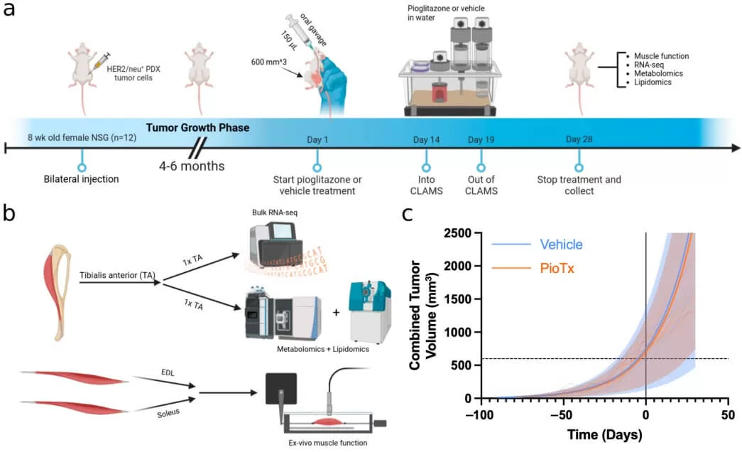 Overview and characterization of the BC-PDOX mouse model